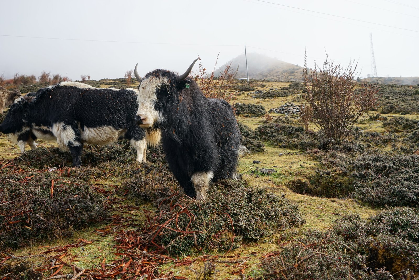 Gid Disease Reduction Program Drops Yak Calf Mortality in Jomolhari