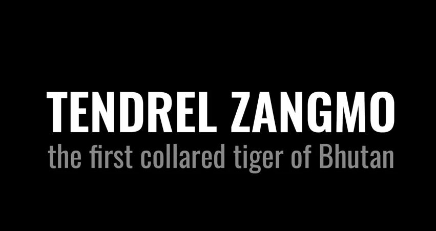 Featuring a Documentary on Bhutan’s First Radio-Collared Tiger