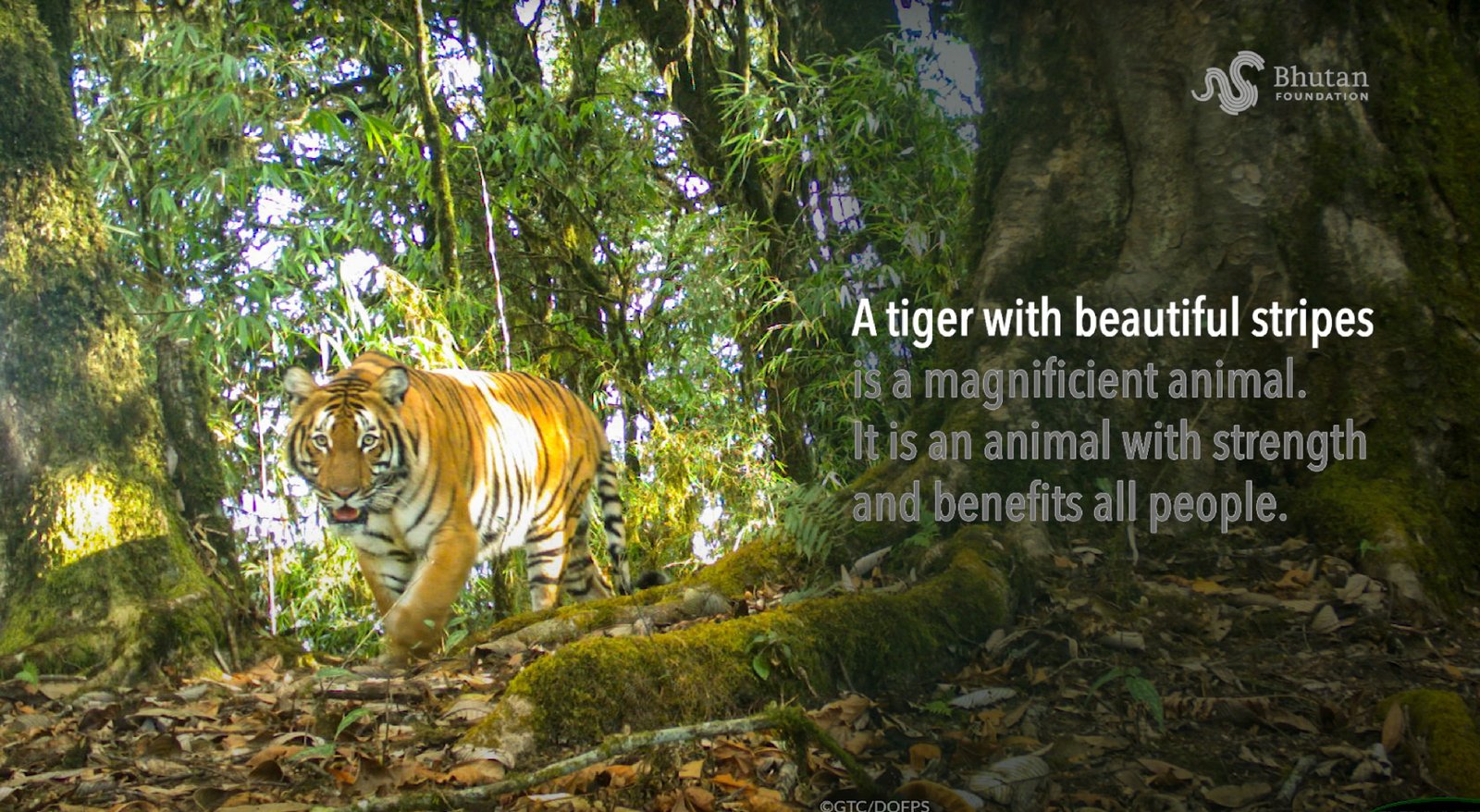 International Tiger Day Theme Song