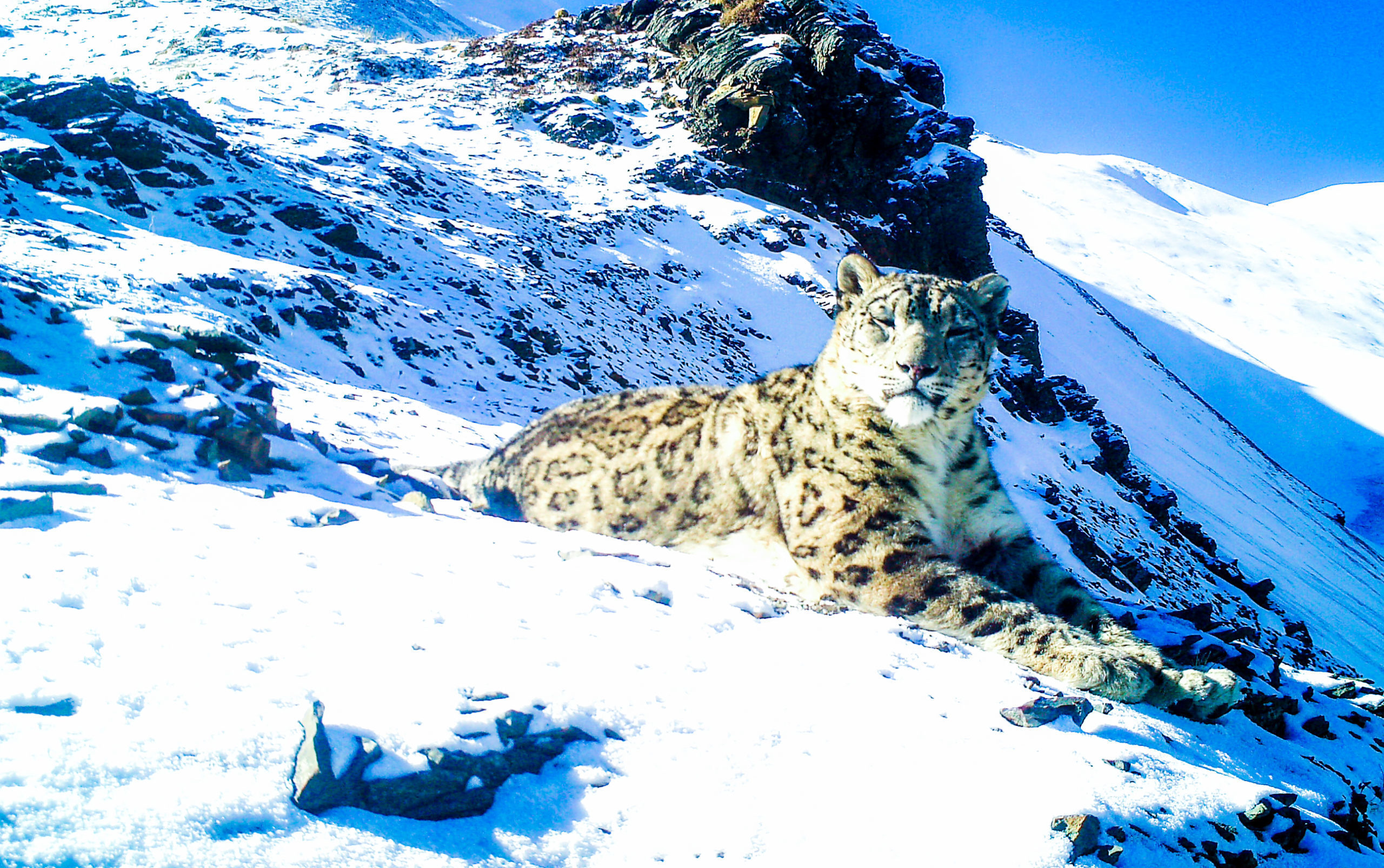 blueharvest for snow leopard blueharvest for snow leopard