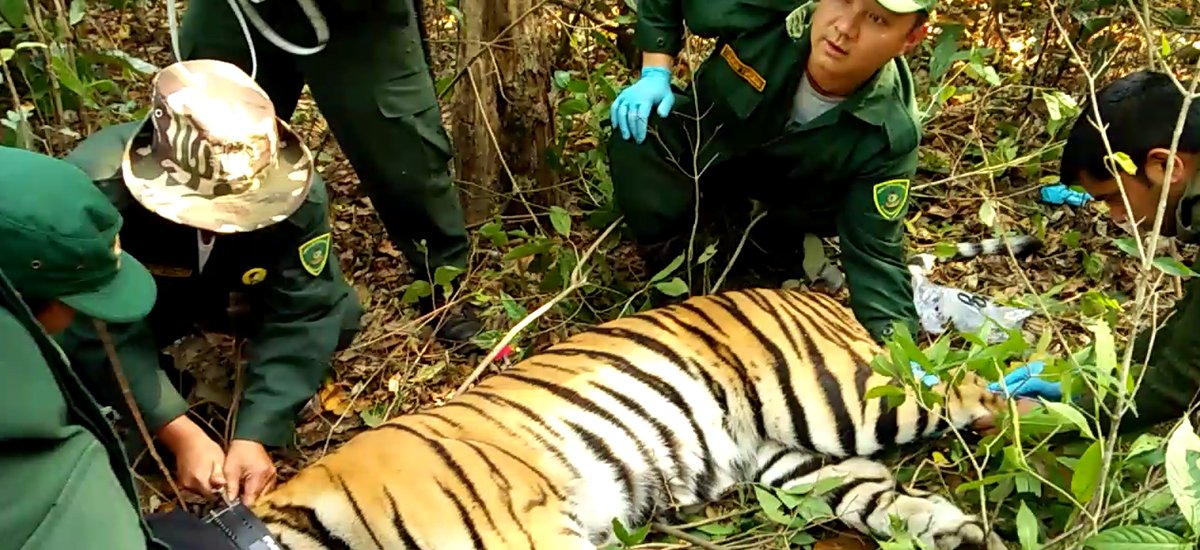 The NTC Successfully Radio-Collared a Tiger for the First Time in Bhutan