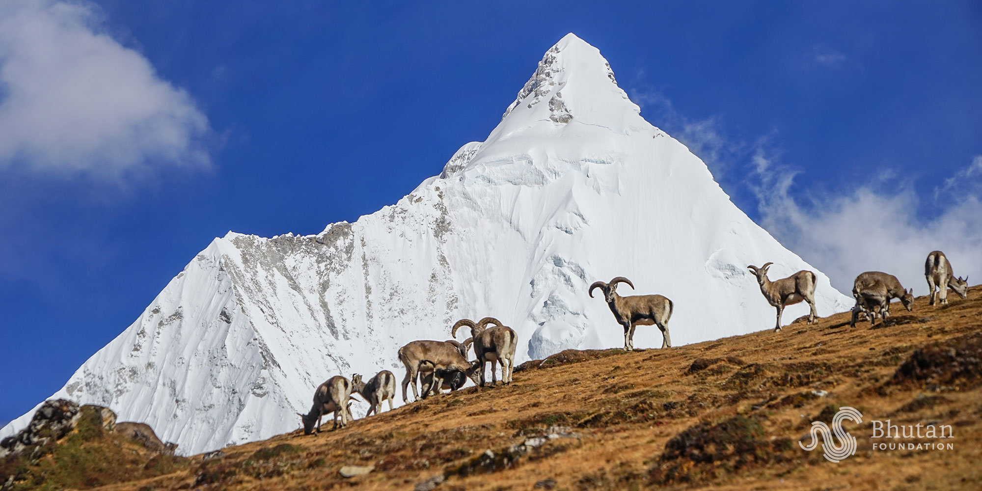 [Video] Snow Leopard Festival Goes Online During COVID-19 - Bhutan