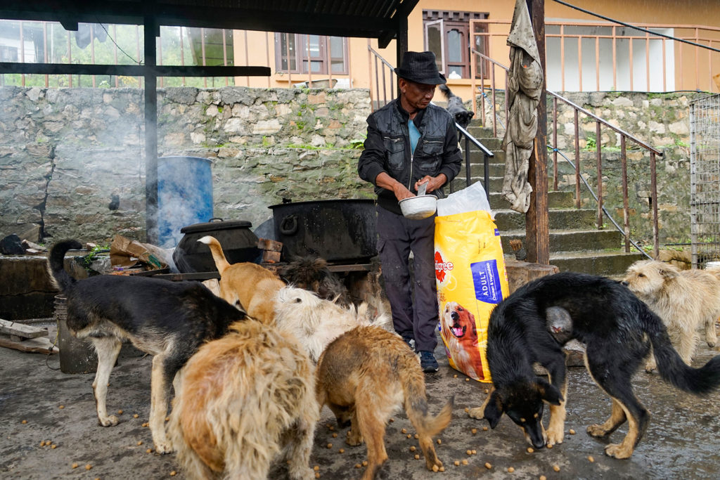 Feeding dogs, Small Grants