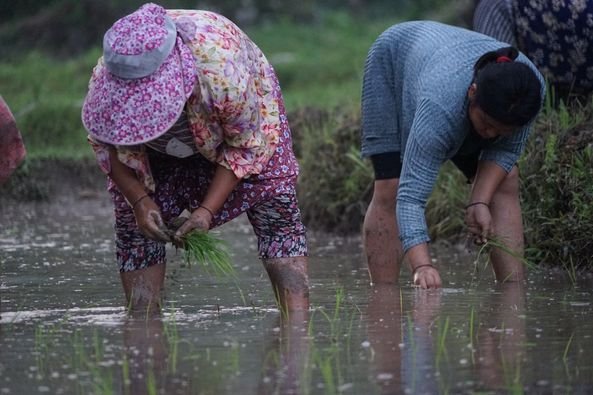 System of Rice Intensification Process Takes Root in Marangdut