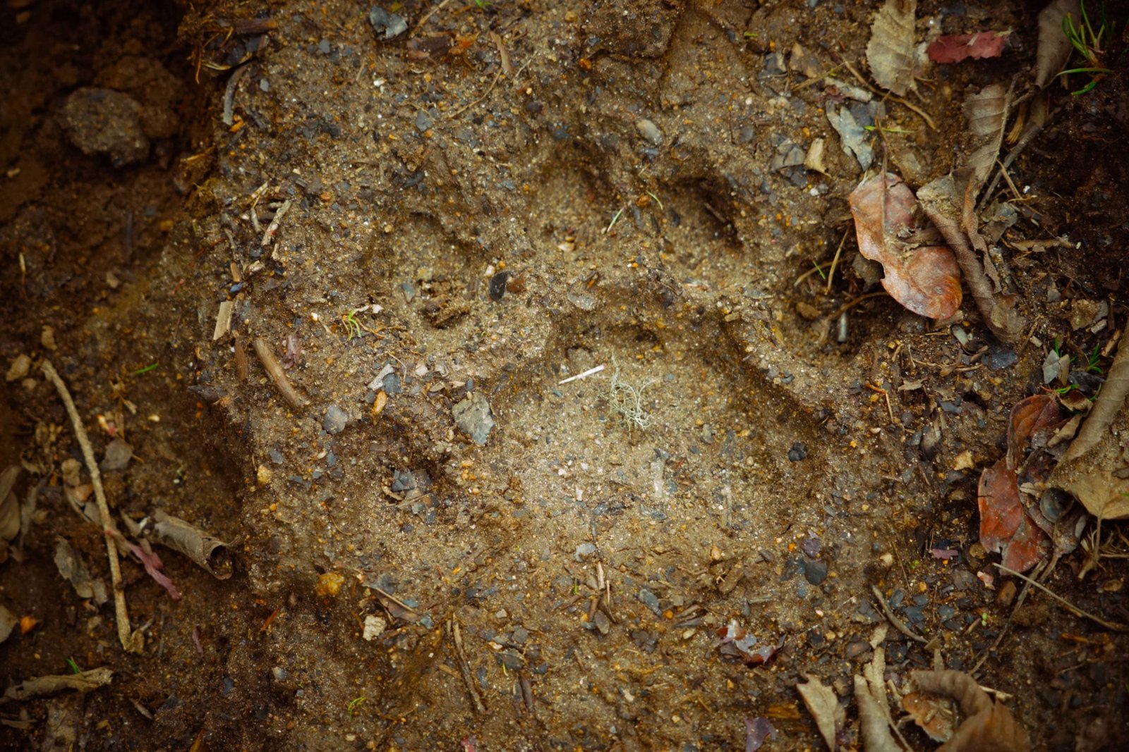 On the Tiger Trail