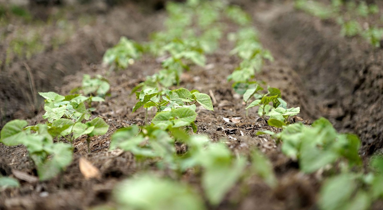 Bhutan Foundation Supports a Start-Up Vegetable Garden for Two Visually Impaired Entrepreneurs