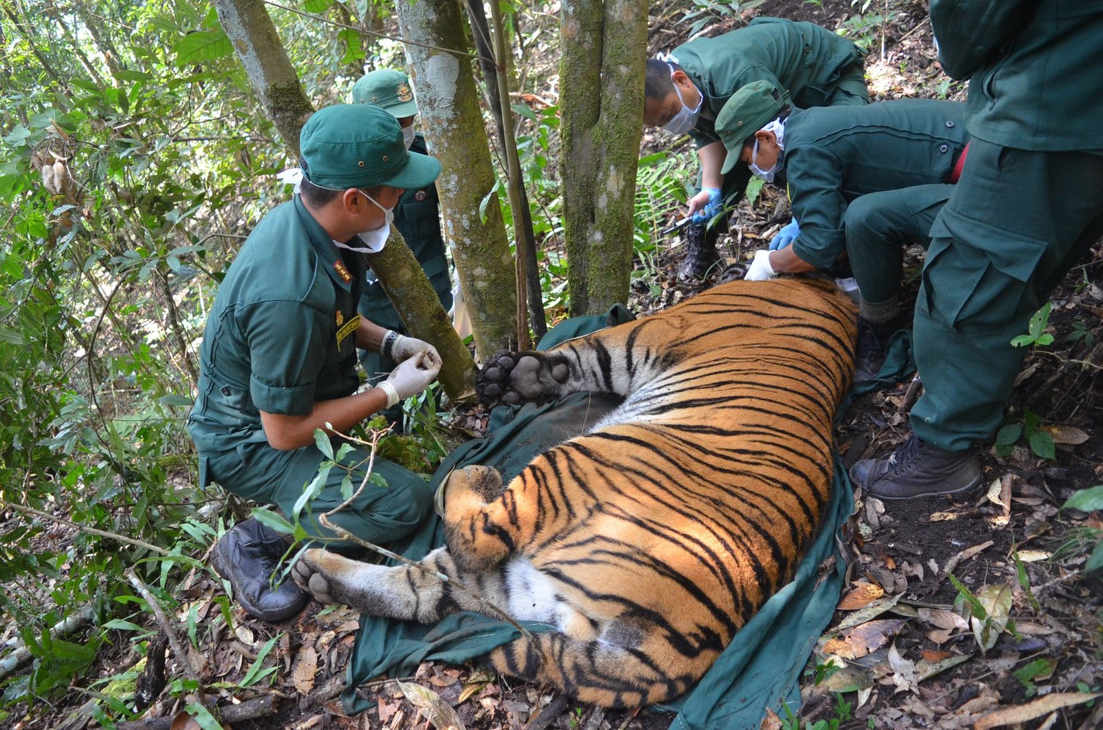 First Male Tiger in Bhutan Collared