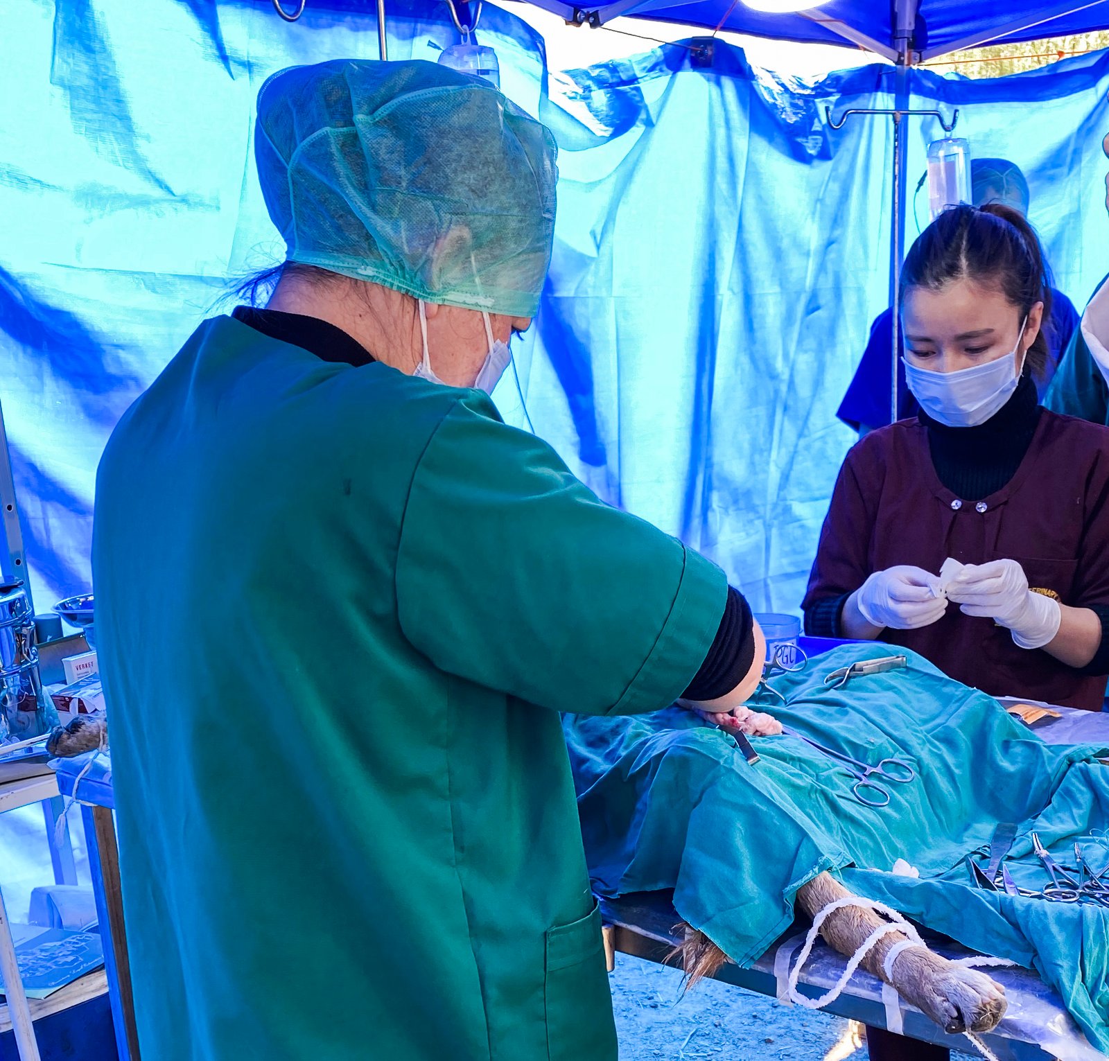 Government Launches Mass Dog Sterilization and Vaccination Campaign