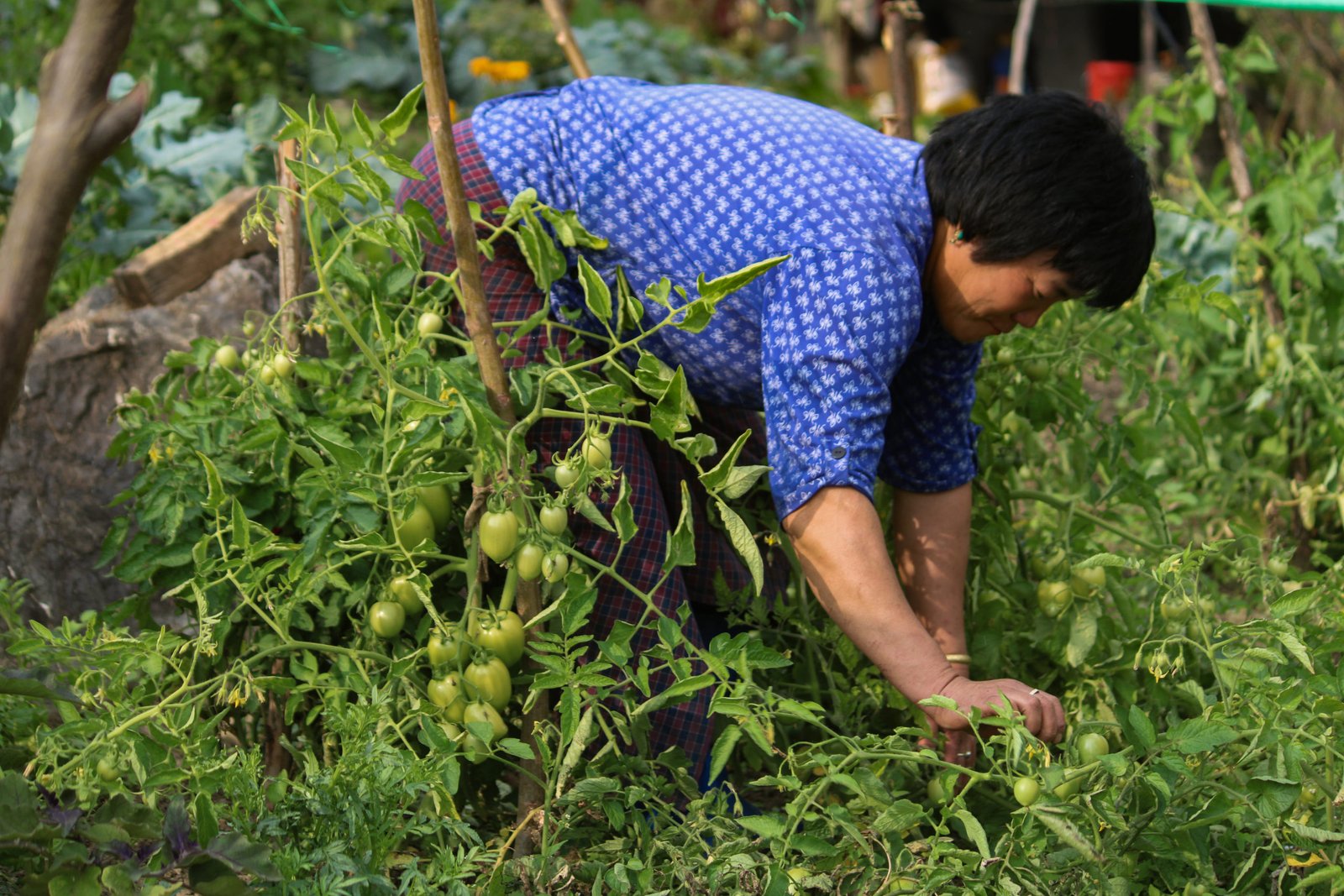 A Youth Group Leads Urban Farming in Dewathang
