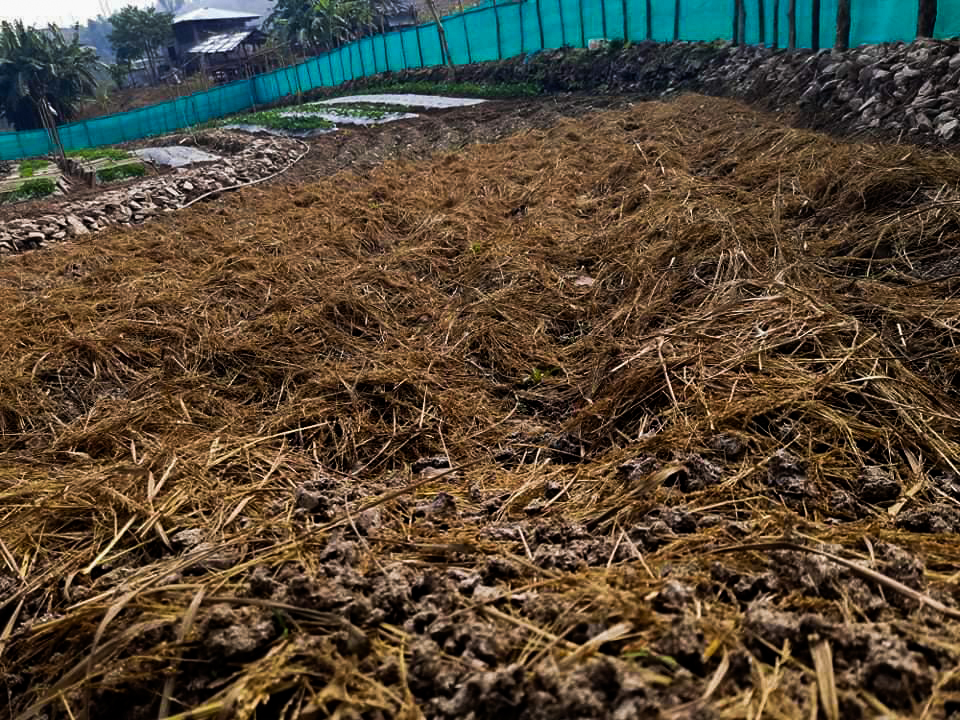organic mulching