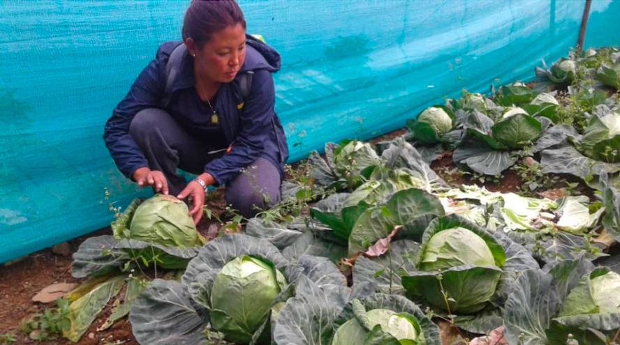 Nutrient-rich vegetables in Ngawang Dramtoe, Samtse