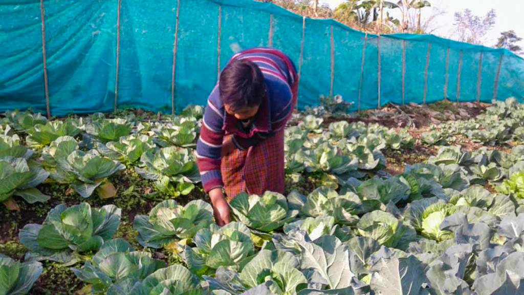 New Varieties of Nutrient-rich Vegetables Introduced in Ngawang Dramtoe in Samtse