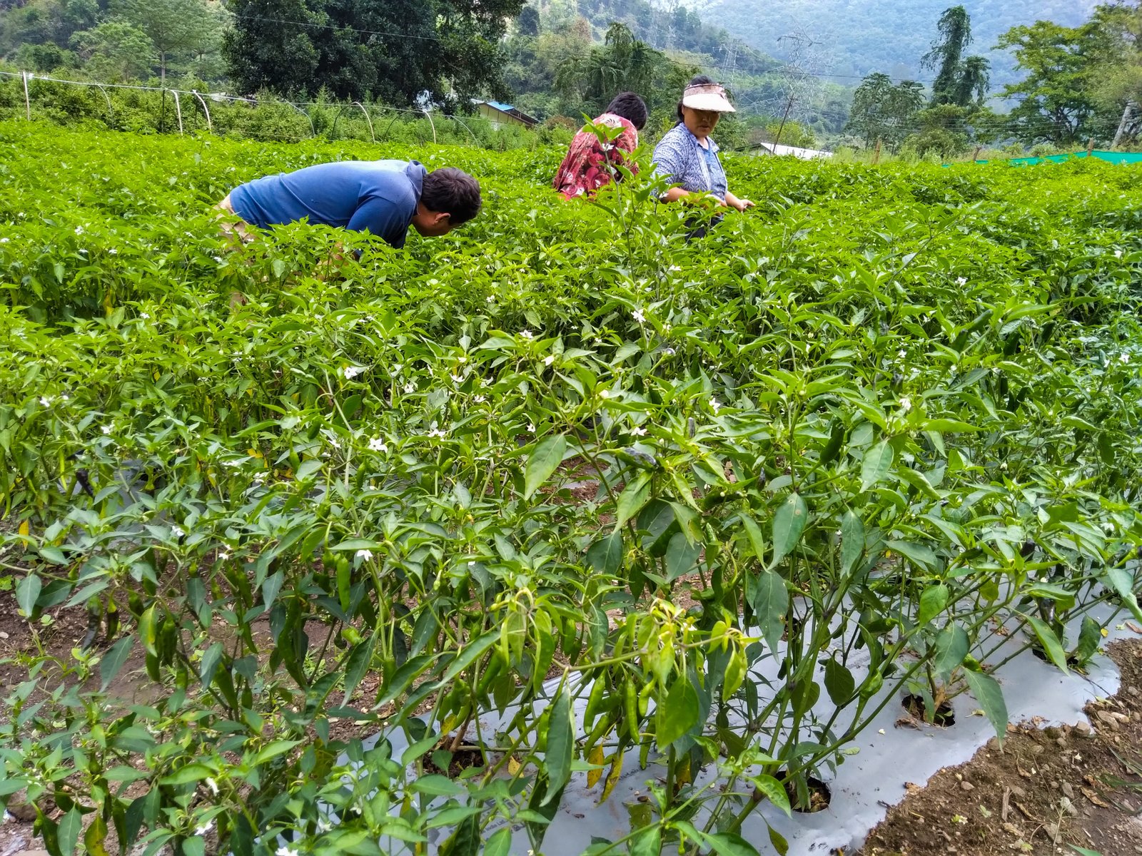 Khengrig Namsum Cooperative Produced 20.9 Tons Of Vegetables!