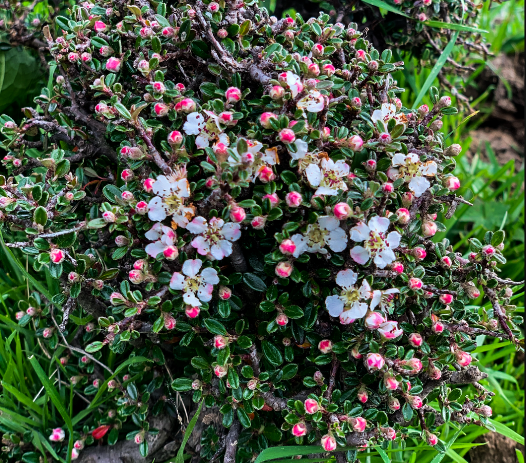 Herbs in Shingkhar, Bumthang