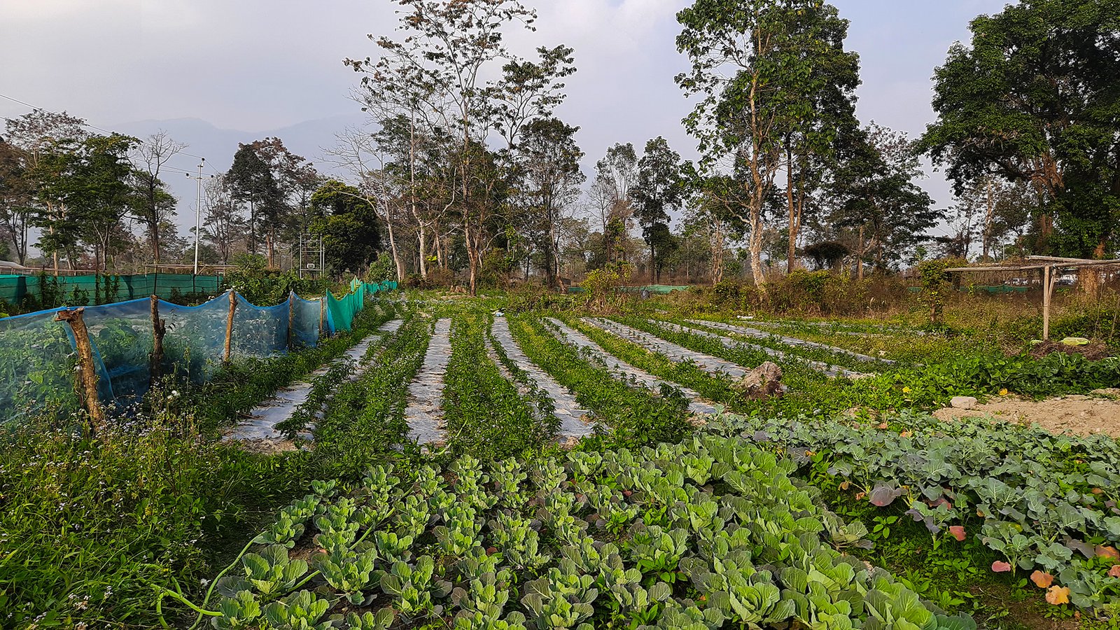 PK Organic Farm Caters Vegetables In Their Community