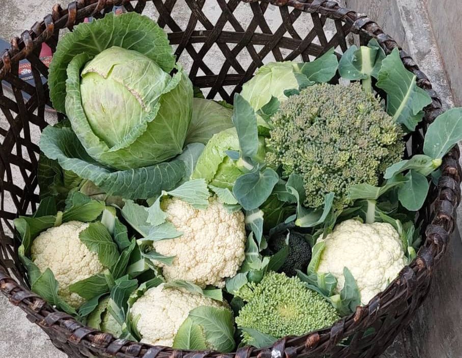 Urban Farmers in Samdrup Jongkhar Harvest Fresh Vegetables From Their Backyard Garden