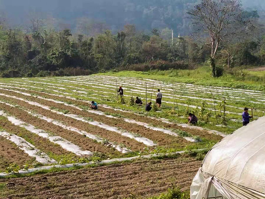 Panbang Youth Cooperative Supplies Community with 12 Tons of Vegetables
