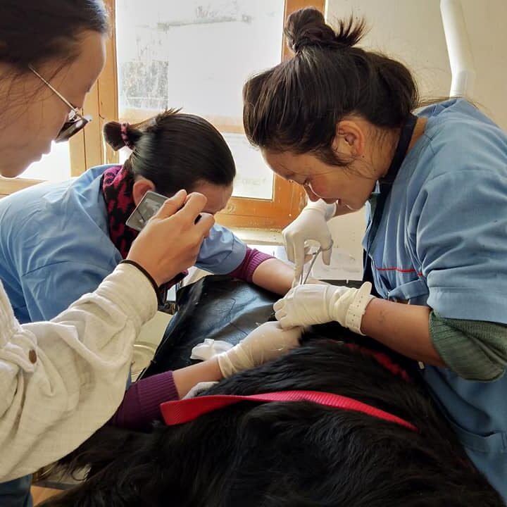 Support Bhutan’s National Veterinary Hospital Bhutan Foundation
