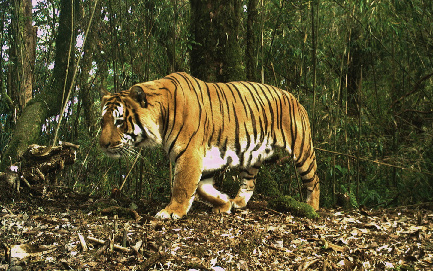 Latest Bhutan National Tiger Survey Report Finds a Surging Tiger Population