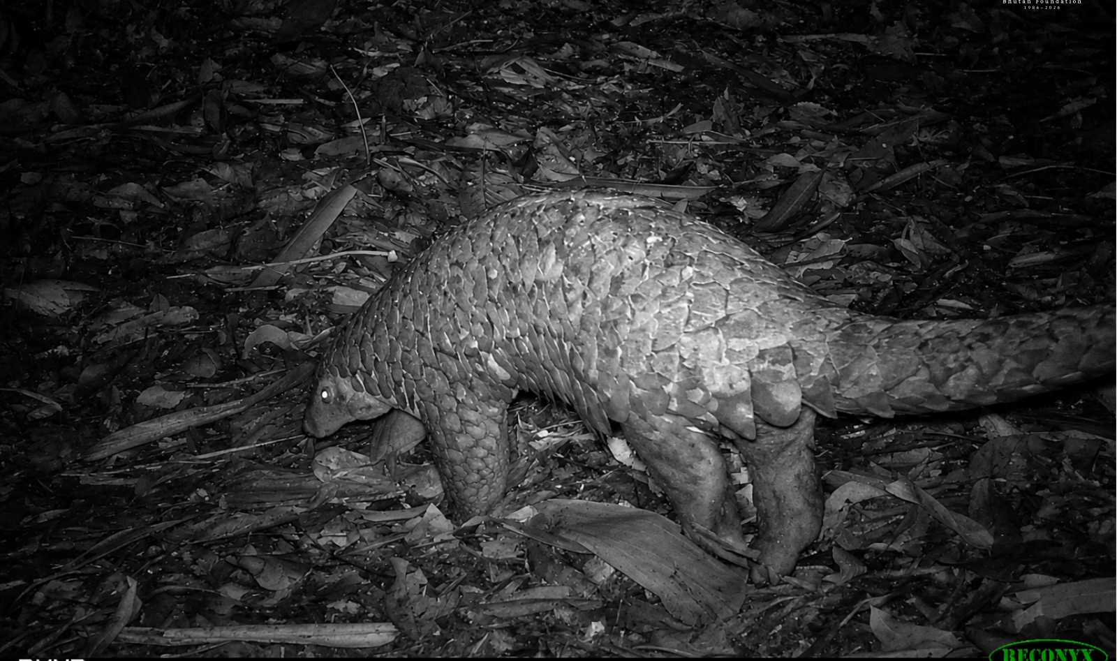 Advancing Pangolin Conservation in Bhutan